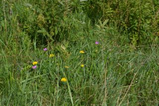 purva_gandrenes_ragainais_vanadzins