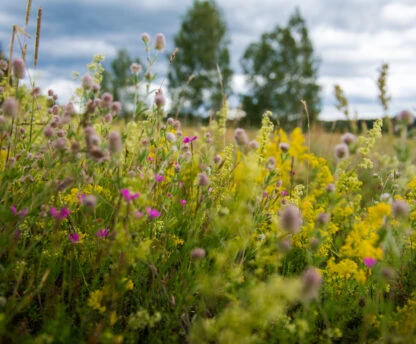 Latvijas Dabas fonds nostiprina dabisko pļavu saglabāšanas un atjaunošanas virzienu – īsteno projektu GrassLIFE2