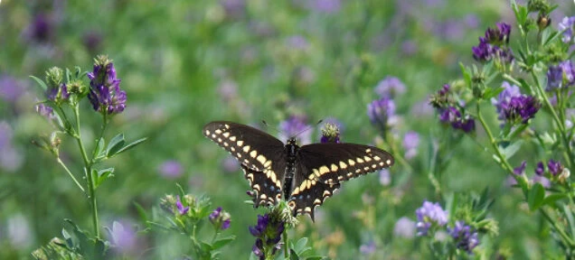 Tās dod mājvietu neskaitāmiem kukaiņiem, pļavas putniem un sīkiem zīdītājiem.