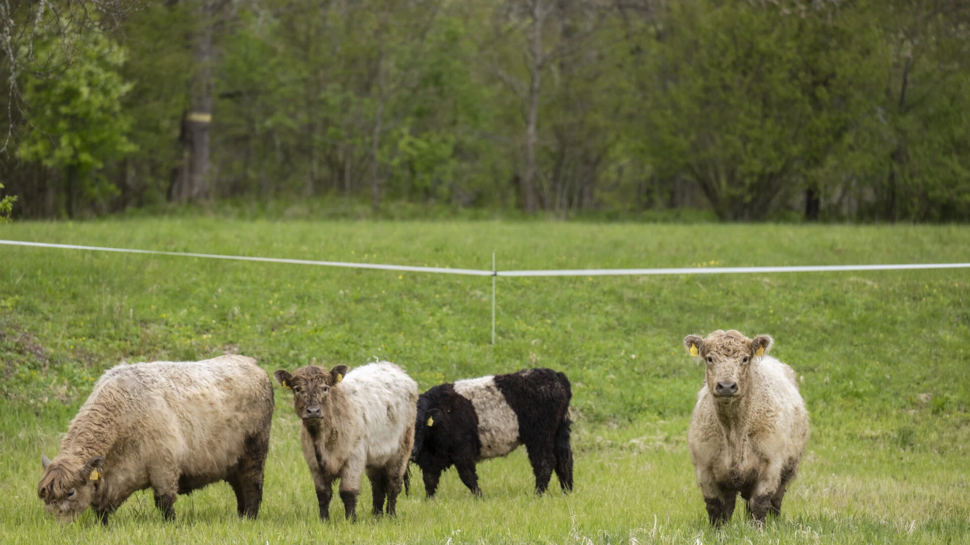 Latvijas Dabas fonds izstrādājis interaktīvu rīku “Pļavu savedējs”
