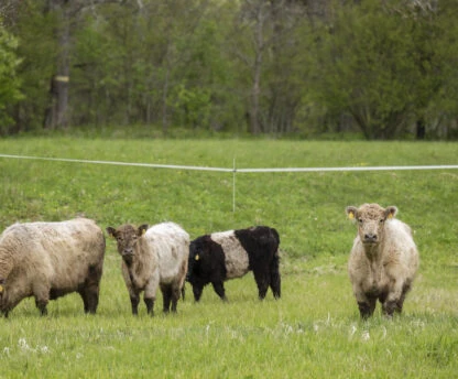 Latvijas Dabas fonds izstrādājis interaktīvu rīku “Pļavu savedējs”