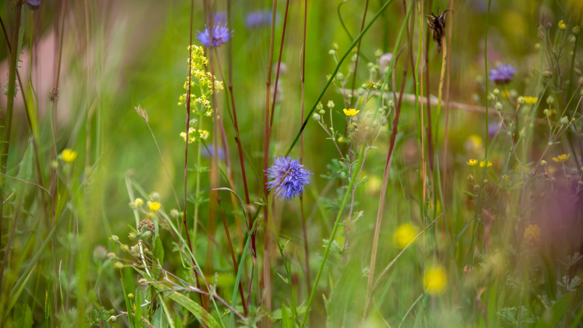 Iepazīsti ceļmalu!