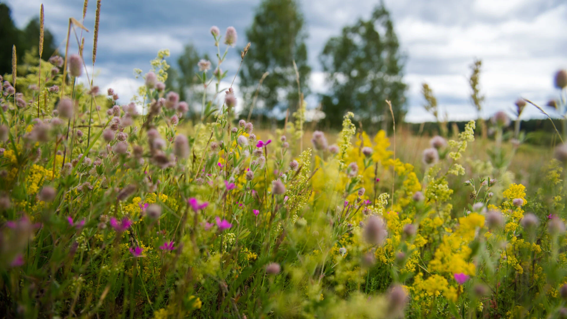 Kas ir dabiskā pļava?