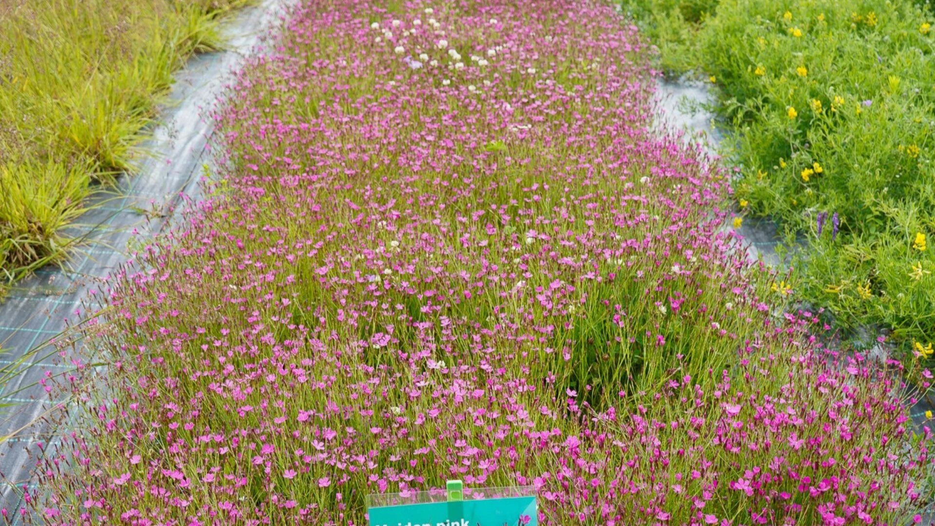 First cultivated semi-natural grassland seeds delivered to farmers