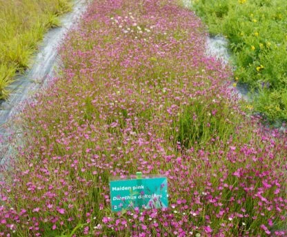 First cultivated semi-natural grassland seeds delivered to farmers