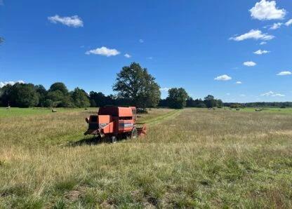 Dabisko zālāju sēklu vākšana