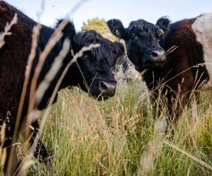 Latvijas Dabas fonda mobilais ganāmpulks meklē ganības Vidzemē